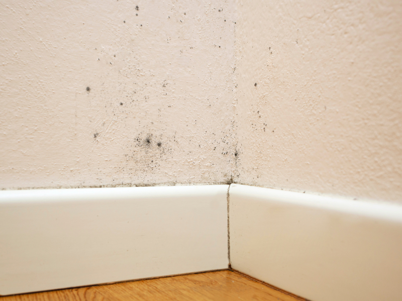 Mould - Leak Detection Services 800600